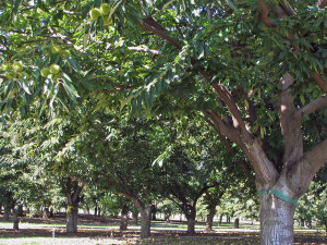 RC Farms Chestnut Orchard